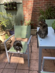 The Continuing Adventures of Cat Three