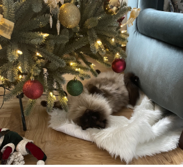 To let my Ragdoll outside?