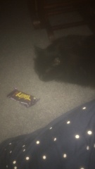 Cats used to be worshiped as Gods...