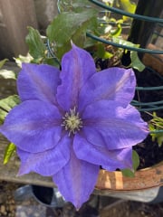 Countdown to Christmas 2023: get past the post-Christmas slump by thinking about the next one! (Thread 1.)