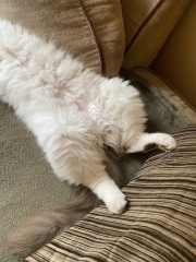 White cats, or any cats, really...