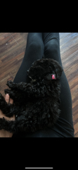 What dog is this??