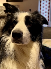 What do you call your dog…?