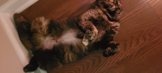 I NEED TO REMOVE SPAY STITCHES..ANY VETS ON HERE?