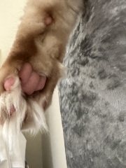 Toe Beans 