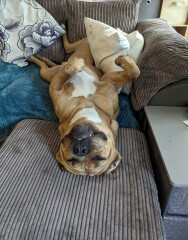 My dog is a stubborn muppet
