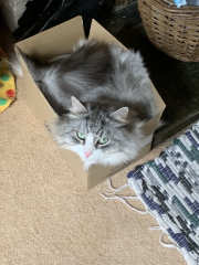 Siberians