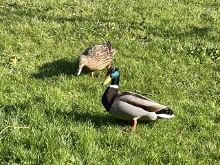 Which birds have been in your garden so far today?
