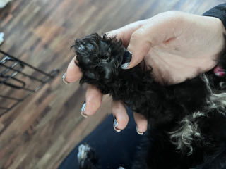 What dog is this??