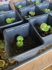 Geranium seedlings: too little soil?