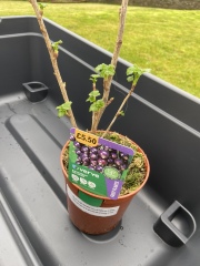 Growing a blackcurrant plant - help