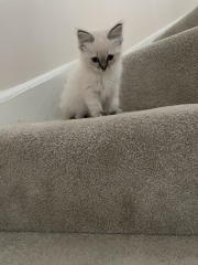 Kitten throwing up once a day