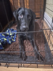 Puppy Survival Thread - as we approach Fireworks night for the first time…
