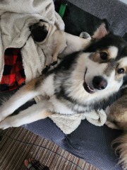 Anyone awake? I'm up with our epileptic dog.