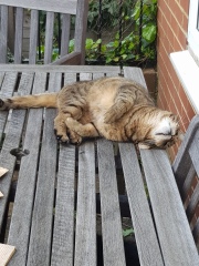 Thug cat part 5 - For he will not do destruction, if he is well-fed, neither will he spit without provocation.