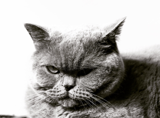 Tell me about your British Shorthair 