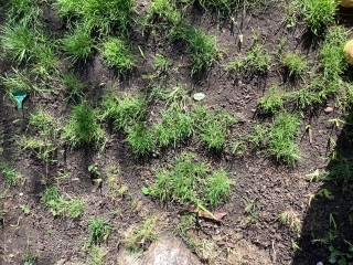 Lawn disaster - please help!