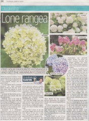 My hydrangea hell