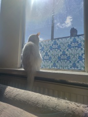 White cats, or any cats, really...