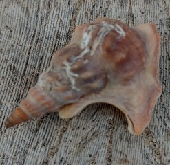 Any conchologists about?