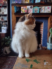 White cats, or any cats, really...