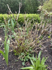 Hydrangea help