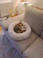 Can’t sleep as my cat is missing 