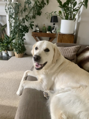 Puppy Survival Thread - as we approach Fireworks night for the first time…