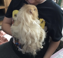A genuine Guinea pig thread!!! 
