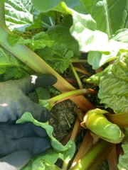 Countdown to Christmas 2023: get past the post-Christmas slump by thinking about the next one! (Thread 1.)