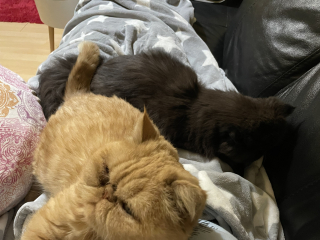 Cat owners: what do I need to know? 