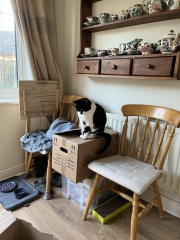 Cat and kitten - how do you think this is going?