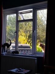Thug cat part 5 - For he will not do destruction, if he is well-fed, neither will he spit without provocation.