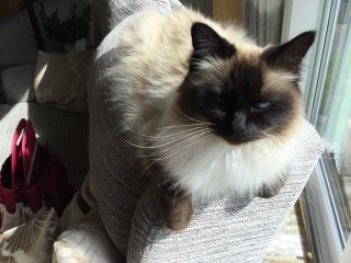 Adopting a rescue ragdoll