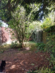 What to do with long north east facing shady garden?