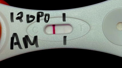 **BFaintP** 11DPO-12DPO