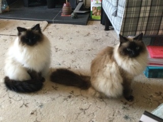 Adopting a rescue ragdoll