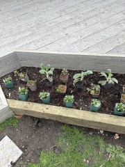 Planting up new beds…. Does this look right?