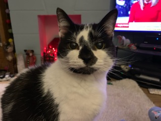 Sleep well little Harry Puss, I'll miss you 
