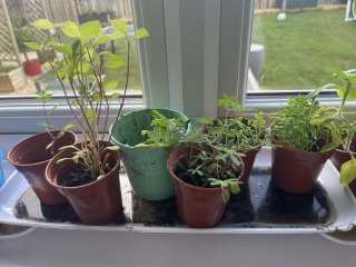 Next steps with my indoor seed plants