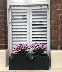 What should I plant in my window boxes?