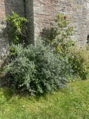 What thing do you love in your garden?