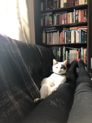 Sad to have to give kitten back to breeder