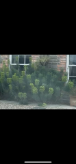 What is this plant please 