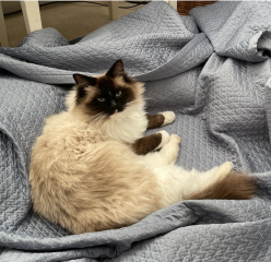 To let my Ragdoll outside?