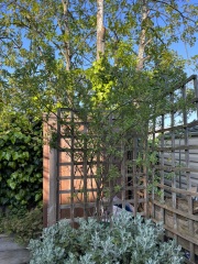 Help-climber has outgrown trellis!