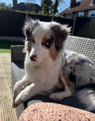 Aussie pup struggles, advice needed please!