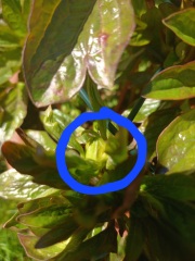 Have your peonies sprouted yet?