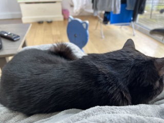 Advice for new cat mum please
