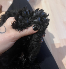 What dog is this??